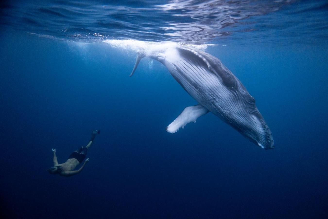 Maui Homestay Vue Ocean Exceptionnelle & Baleines En Saison Tohautu Exterior photo